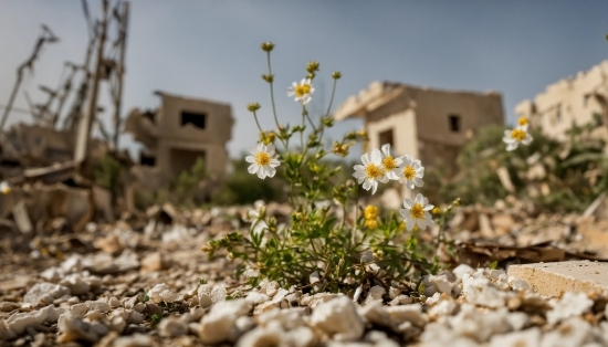 Macos Ventura Wallpaper, Flower, Sky, Plant, Building, Window