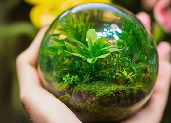 Man Laughing Stock Image, Plant, Yellow, Terrestrial Plant, Grass, Water