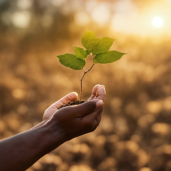 Mastercard Vector, Plant, Hand, People In Nature, Gesture, Happy