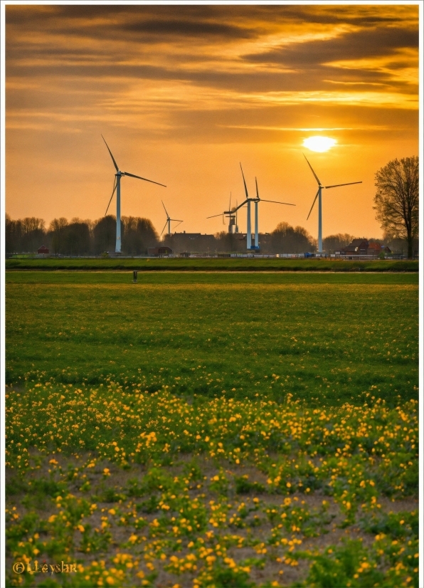 Math Stock Photo, Sky, Flower, Cloud, Plant, Windmill