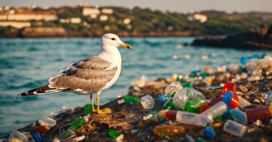 Merry Christmas 2022 Vector, Water, Bird, Sky, Body Of Water, Beak