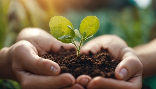 Minimalist Wallpaper Phone, Hand, Plant, Leaf, Terrestrial Plant, Finger