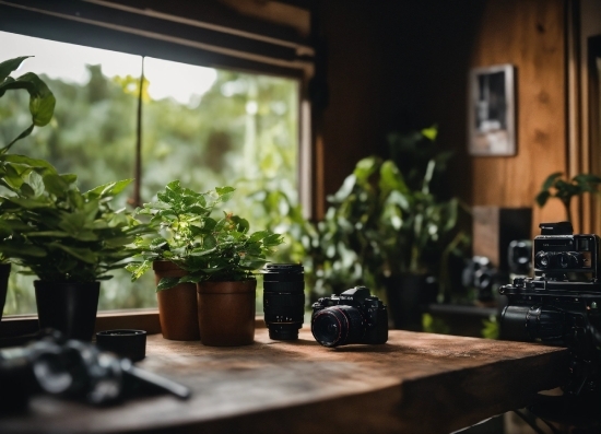 Money Wallpaper 4k, Plant, Property, Window, Wood, Houseplant