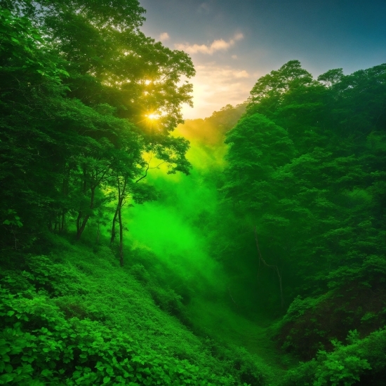 Monkey D Luffy Wallpaper, Cloud, Sky, Plant, Green, People In Nature