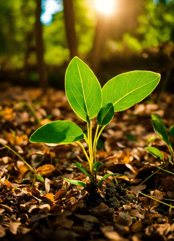 Mother Illustration, Plant, Natural Environment, Branch, Terrestrial Plant, Sunlight