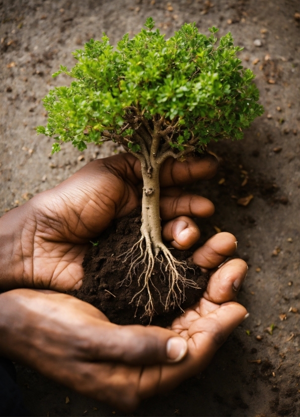 Mother Stock Photo, Plant, Branch, Wood, Terrestrial Plant, Grass