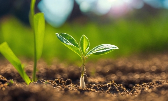 Mouse Stock Image, Plant, Terrestrial Plant, Wood, Grass, Natural Landscape