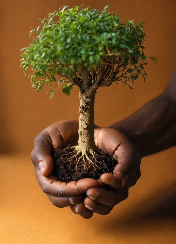 Mushroom Background, Plant, Bonsai, Terrestrial Plant, Tree, Trunk