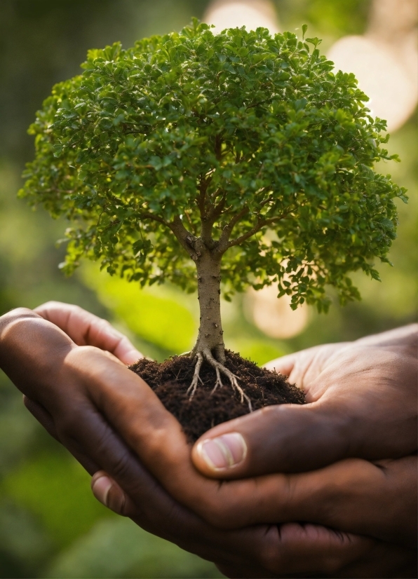 Nastco Stock Photos, Leaf, Branch, Botany, People In Nature, Plant