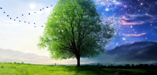 Sky, Plant, Daytime, Cloud, Green, Light