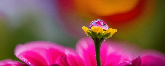 Adobe Photostock, Flower, Plant, Purple, Petal, Pink