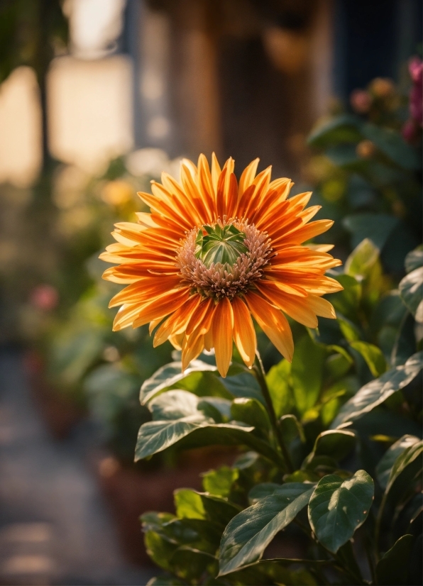 Adobe Stock Free License, Flower, Plant, Petal, Orange, Annual Plant