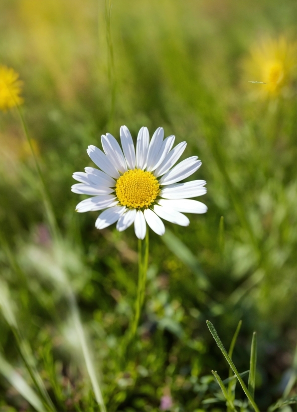 Adobe Stock Graphics, Flower, Plant, Petal, Grass, Chamaemelum Nobile