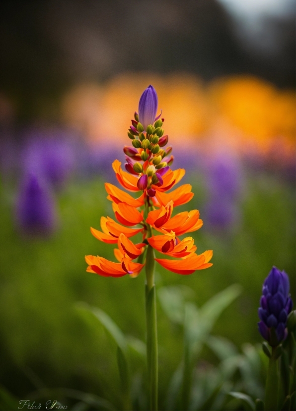 Animal Stock Footage, Flower, Plant, Petal, Terrestrial Plant, Grass