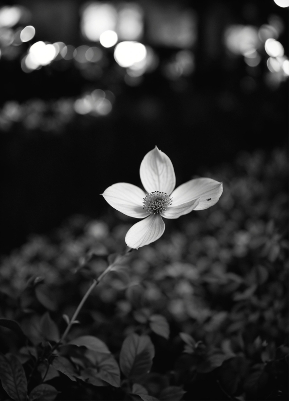 Anime Stock Footage, Flower, Plant, Petal, Black-and-white, Style