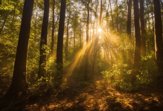 Atmosphere, Plant, Sky, Ecoregion, Natural Landscape, Wood