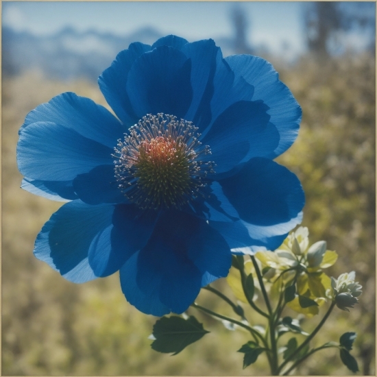 Basketball Stock Footage, Flower, Plant, Nature, Azure, Sky