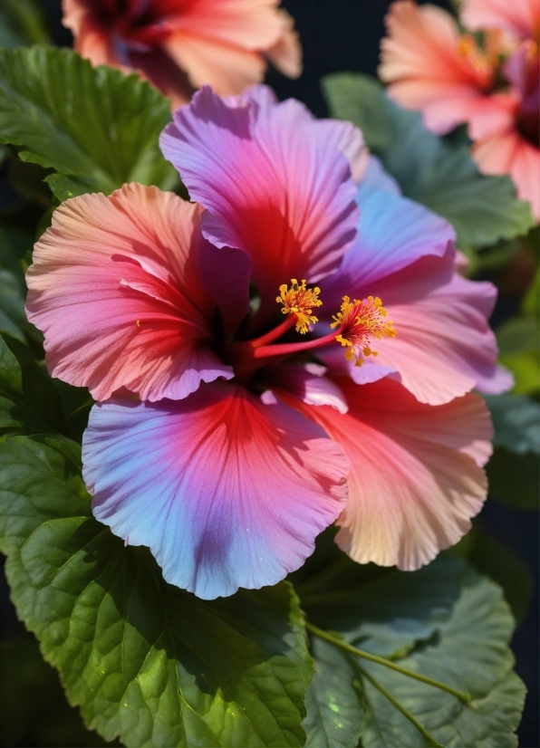 Beautiful Stock Photos, Flower, Plant, Green, Light, Petal