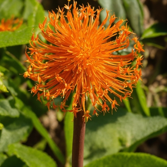 Beauty Stock Photos, Flower, Plant, Petal, Nature, Leaf