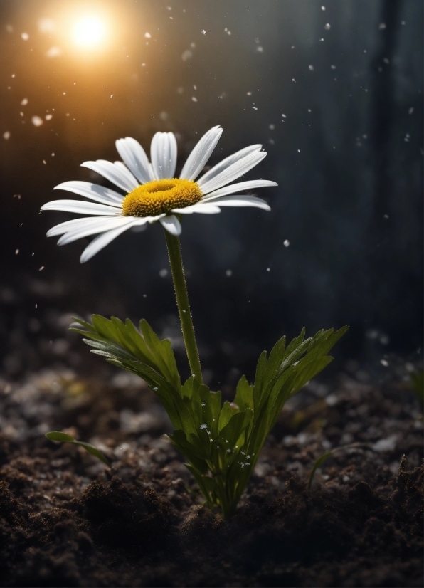 Best Place For Stock Footage, Flower, Plant, Petal, Sky, Flash Photography