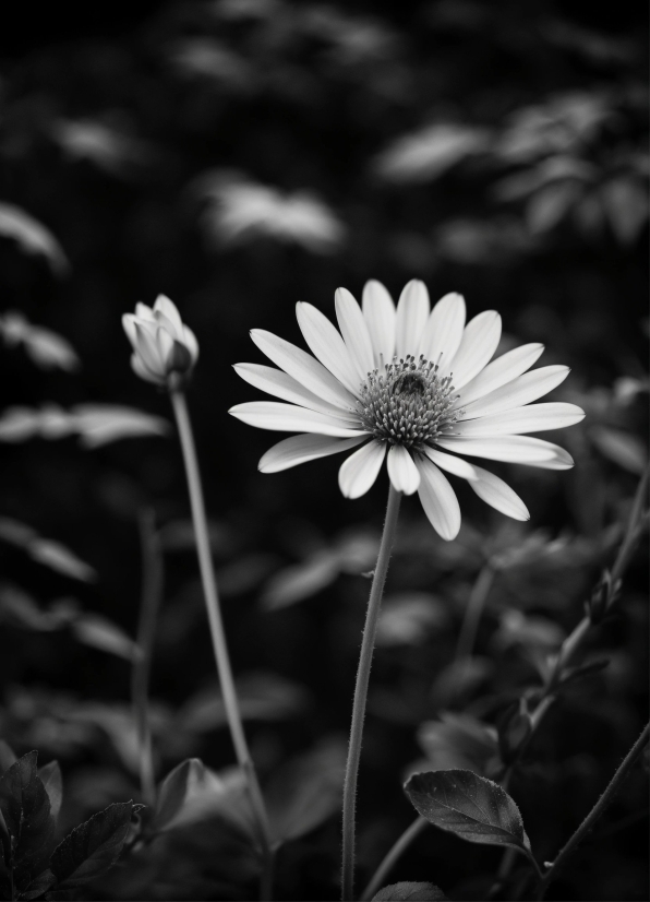 Best Stock Photo Websites, Flower, Plant, Black-and-white, Petal, Style