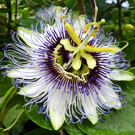 Best Youtube To Mp3 Software, Flower, Plant, Green, Petal, Purple Passionflower