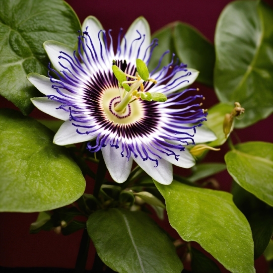 Butterfly Stock Footage, Flower, Plant, Purple Passionflower, Petal, Purple