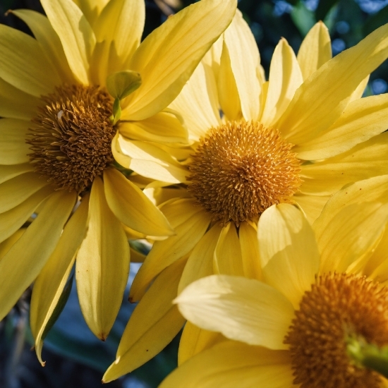 Buy Drone Footage, Flower, Plant, Petal, Yellow, Sky