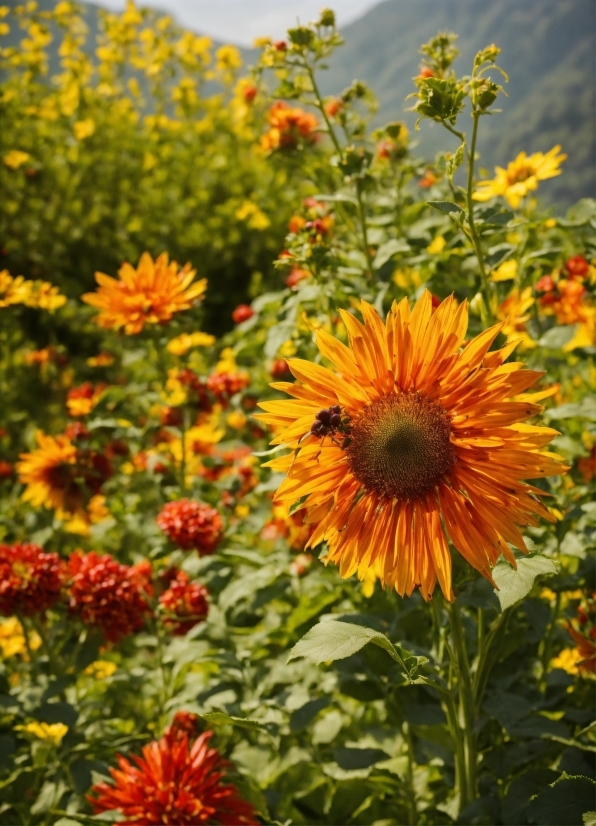 Christian Stock Footage, Flower, Plant, Sky, Botany, Petal