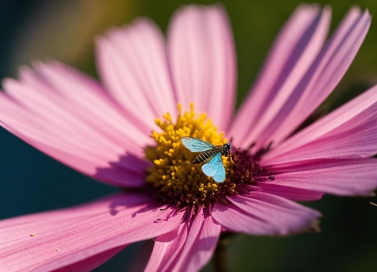 Christmas Stock Images, Flower, Plant, Pollinator, Insect, Arthropod