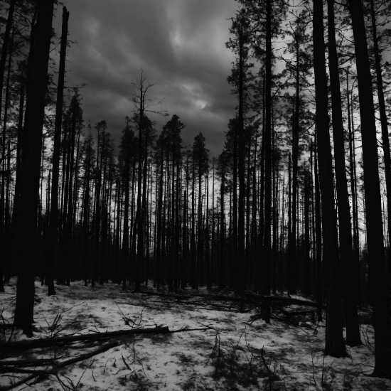 Cloud, Sky, Atmosphere, Natural Environment, Natural Landscape, Wood