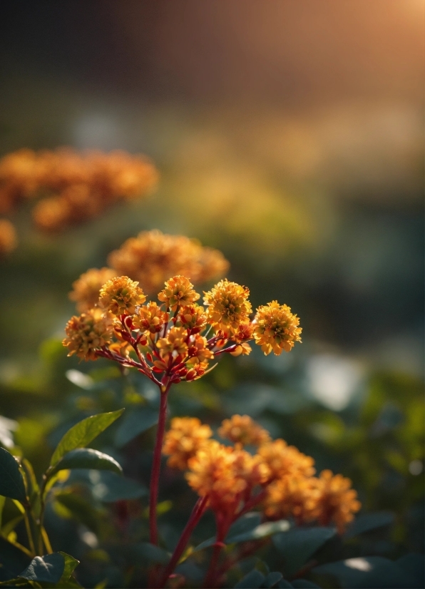 Clouds Stock Footage, Flower, Plant, Sky, Petal, Orange