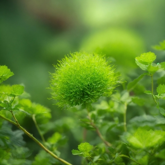 Commercial Free Pictures, Plant, Grass, Terrestrial Plant, Flowering Plant, Ball