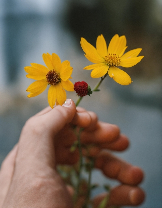 Cool Stock Images, Flower, Plant, Petal, Gesture, Finger