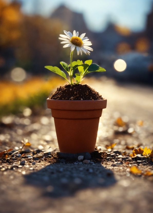 Copyright Free Video Footage, Flower, Plant, Daytime, Flowerpot, Sky