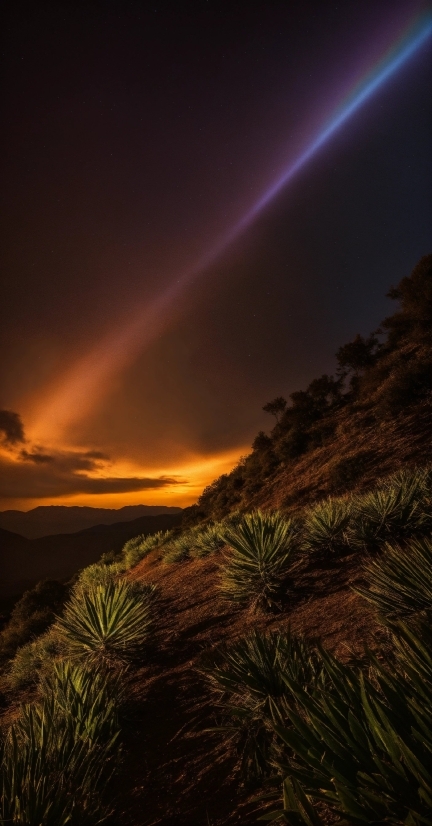 Copyright Free Video Youtube, Cloud, Sky, Plant, Natural Landscape, Arecales