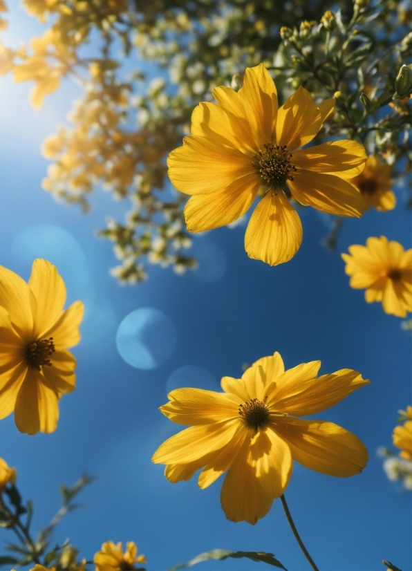 Drone Stock Video, Flower, Plant, Daytime, Sky, Petal