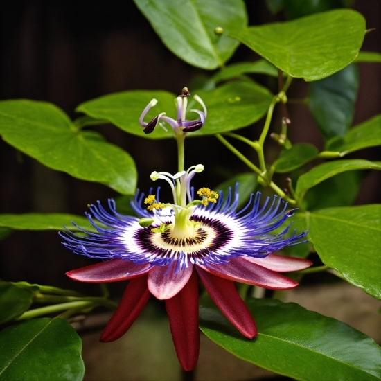 Drone Videos Free, Flower, Plant, Purple Passionflower, Petal, Botany