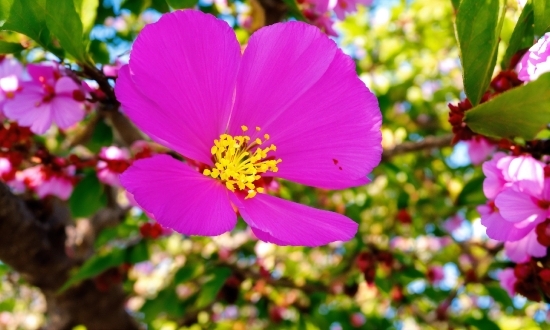 Film Stock Footage, Flower, Plant, Petal, Groundcover, Magenta