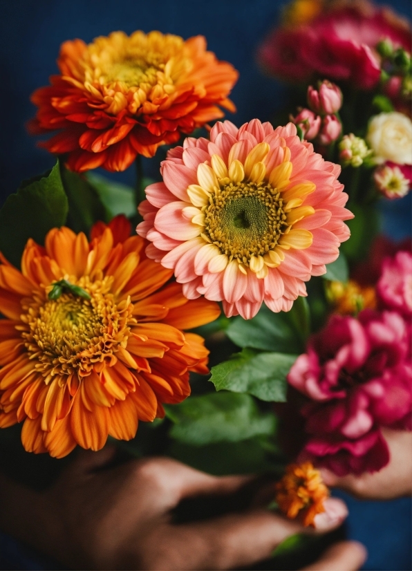 Find Free Images, Flower, Plant, Petal, Orange, Flower Arranging