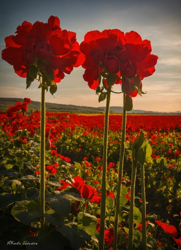 Flower, Plant, Cloud, Sky, Ecoregion, Petal