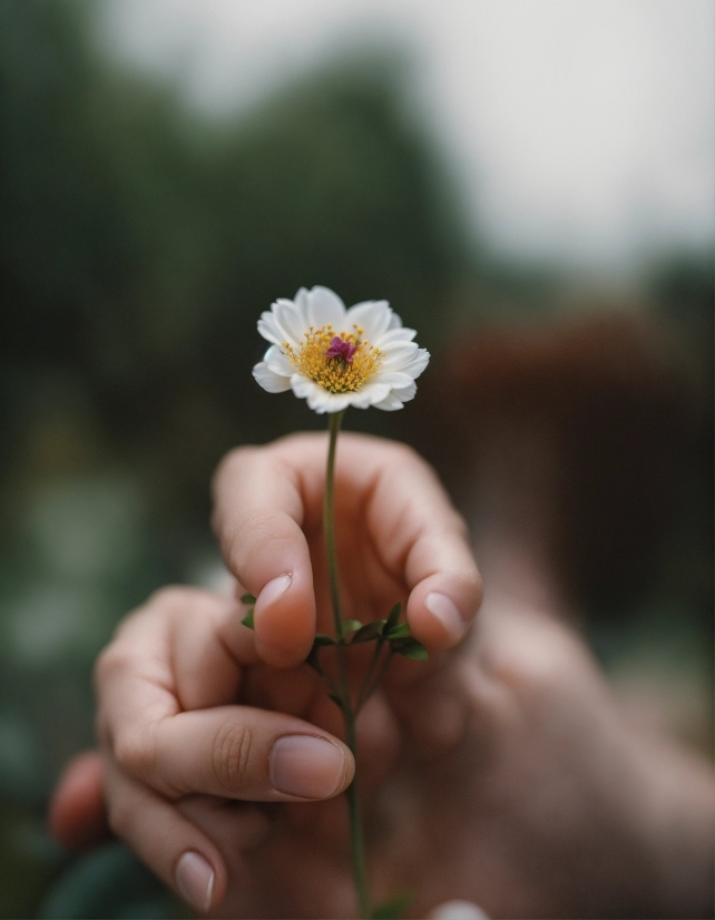 Flower, Plant, People In Nature, Petal, Gesture, Finger