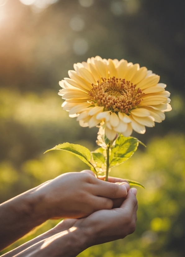 Flower, Plant, Petal, Gesture, People In Nature, Happy