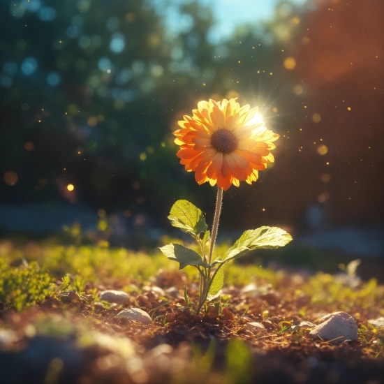 Flower, Plant, Sky, People In Nature, Leaf, Natural Environment