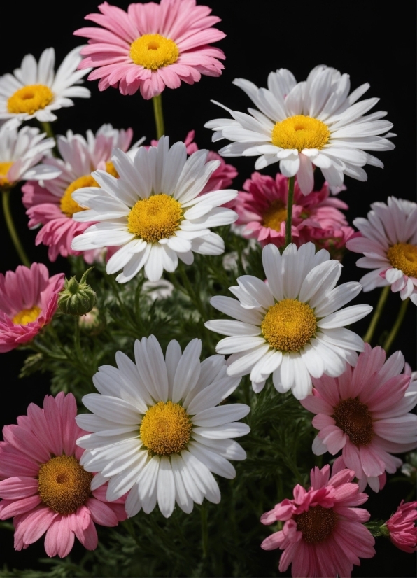 Flower, Plant, White, Petal, Nature, Botany