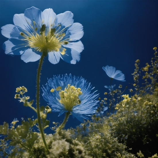 Food Stock Images, Flower, Plant, Petal, Sky, Natural Landscape