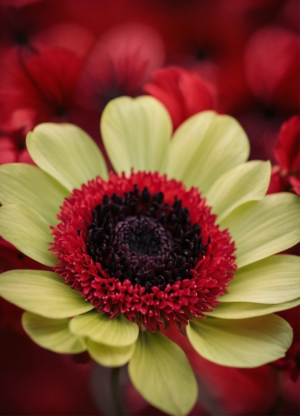 Free 4k Stock Videos, Flower, Plant, Petal, Artificial Flower, Annual Plant