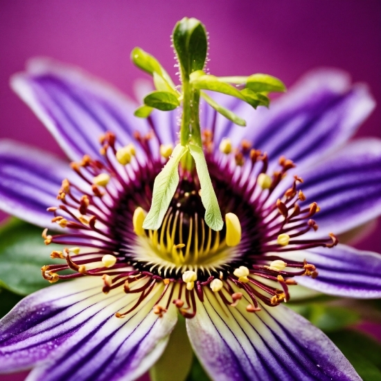 Free Abstract Videos, Flower, Plant, Purple Passionflower, Petal, Purple