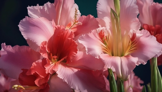 Free Animated Video Backgrounds, Flower, Plant, Nature, Petal, Pink