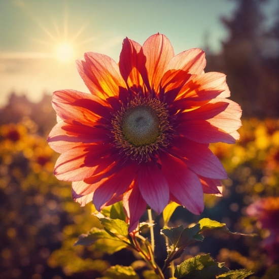 Free Archival Footage, Flower, Sky, Plant, Petal, Orange